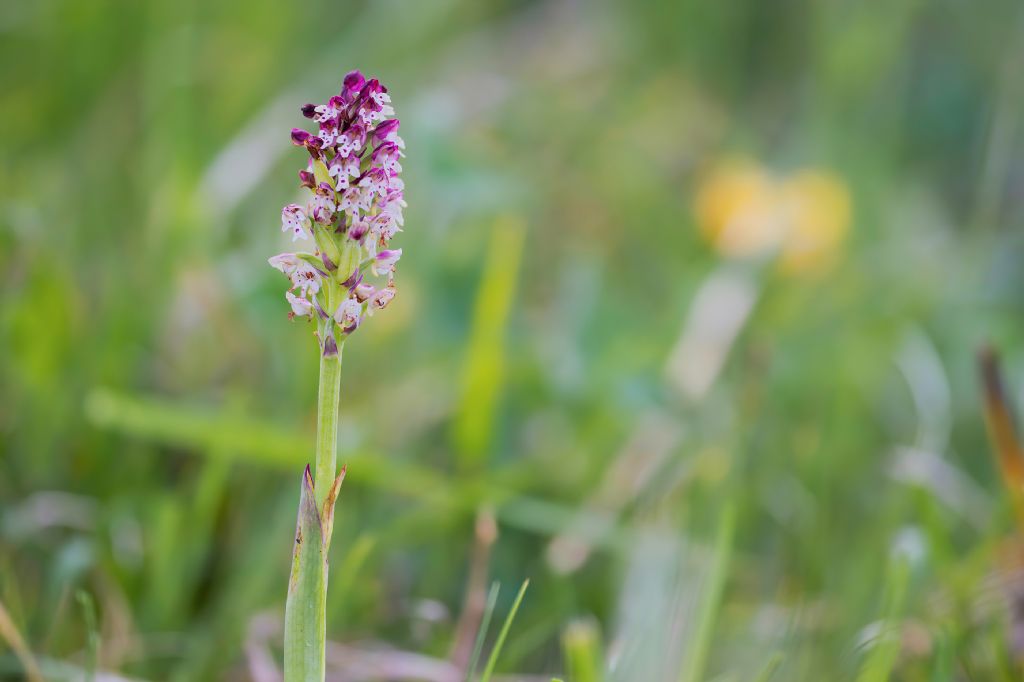 Neotinea ustulata